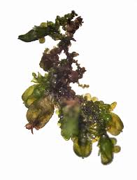 Attēlu rezultāti vaicājumam “Frullania dilatata”