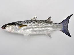 Image result for Crenimugil seheli