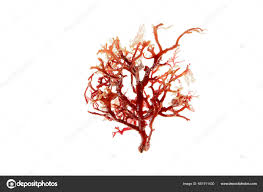 Attēlu rezultāti vaicājumam “Rhodophyta”