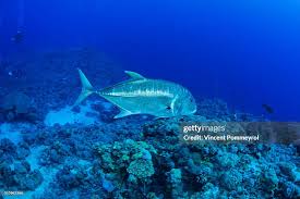 Image result for Caranx ignobilis