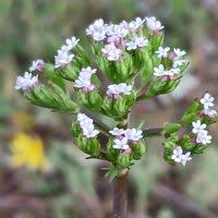Attēlu rezultāti vaicājumam “Valerianaceae”