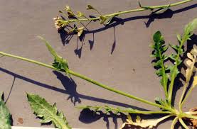 Attēlu rezultāti vaicājumam “Capsella bursa-pastoris leaf”