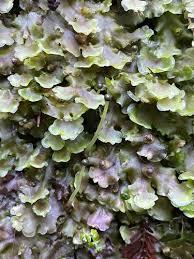 Attēlu rezultāti vaicājumam “Pellia”