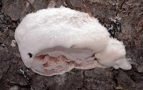 Attēlu rezultāti vaicājumam “Leptoporus mollis”