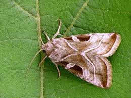 Attēlu rezultāti vaicājumam “Eucarta virgo”