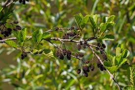 Attēlu rezultāti vaicājumam “Alnus incana fruit”