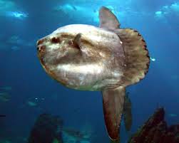 Image result for Mola mola
