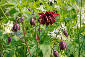 Image result for Aquilegia vulgaris