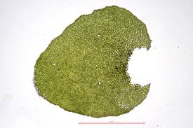 Attēlu rezultāti vaicājumam “Porella cordaeana”