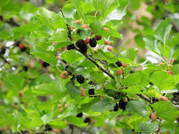 Attēlu rezultāti vaicājumam “Morus alba”