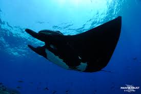 Image result for Mobula birostris