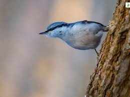 Attēlu rezultāti vaicājumam “Sitta europaea”