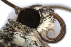 Attēlu rezultāti vaicājumam “Epirrhoe tristata imago”