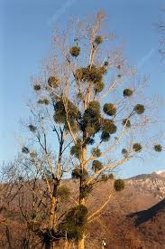 Attēlu rezultāti vaicājumam “Viscum album”