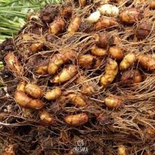 Attēlu rezultāti vaicājumam “Cyperus fuscus fruit”