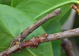 Attēlu rezultāti vaicājumam “Crocallis elinguaria larva”