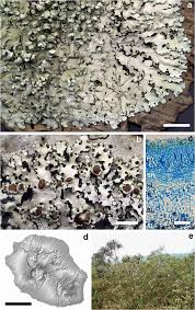 Attēlu rezultāti vaicājumam “Hypotrachyna sp.”