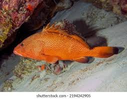 Image result for Epinephelus guttatus