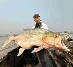 Image result for Goliath Tigerfish