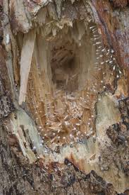 Attēlu rezultāti vaicājumam “Phleogena faginea young”