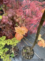 Attēlu rezultāti vaicājumam “Acer pseudoplatanus fo. purpurascens”