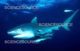 Image result for Galeocerdo cuvier