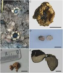 Attēlu rezultāti vaicājumam “Sphaerobolus stellatus”