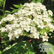 Attēlu rezultāti vaicājumam “Viburnum opulus flower”