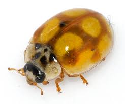 Attēlu rezultāti vaicājumam “Adalia decempunctata”