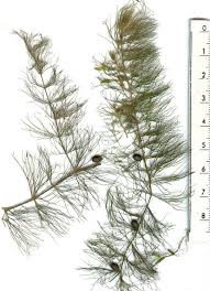 Attēlu rezultāti vaicājumam “Ceratophyllum submersum leaf”