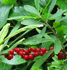 Attēlu rezultāti vaicājumam “Daphne mezereum fruit”