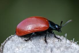 Attēlu rezultāti vaicājumam “Chrysomela populi”