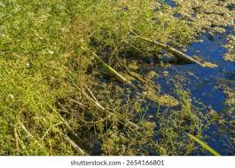 Attēlu rezultāti vaicājumam “Oenanthe aquatica flower”