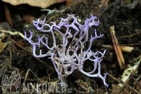 Attēlu rezultāti vaicājumam “Ramariopsis pulchella”