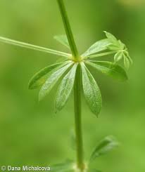 Attēlu rezultāti vaicājumam “Galium rivale fruit”
