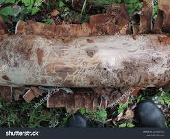 Attēlu rezultāti vaicājumam “Scolytus ratzeburgi”