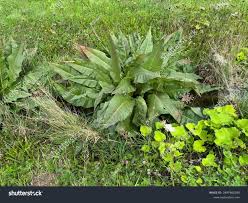 Attēlu rezultāti vaicājumam “Rumex hydrolapathum leaf”