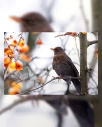 Attēlu rezultāti vaicājumam “Turdus merula female”
