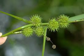 Attēlu rezultāti vaicājumam “Sparganiaceae”