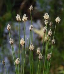Attēlu rezultāti vaicājumam “Eleocharis palustris flower”