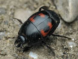 Attēlu rezultāti vaicājumam “Hypocaccus rugiceps”