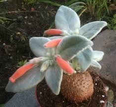 Image result for Sinningia