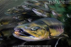 Image result for Oncorhynchus keta
