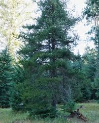 Attēlu rezultāti vaicājumam “Trichia contorta young”