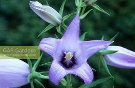 Attēlu rezultāti vaicājumam “Campanula latifolia flower”