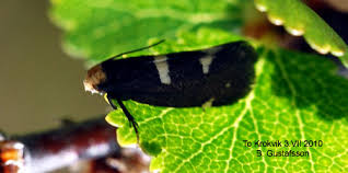 Attēlu rezultāti vaicājumam “Incurvaria oehlmanniella”