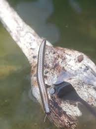 Attēlu rezultāti vaicājumam “Ommatoiulus sabulosus aimatopodus”