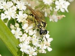 Attēlu rezultāti vaicājumam “Tenthredo scrophulariae exuvia”