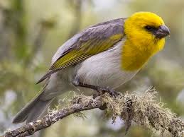 Attēlu rezultāti vaicājumam “Fringillidae”