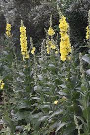 Image result for Verbascum phlomoides